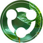 真人麻将(官方)最新IOS/安卓版/手机版APP下载
